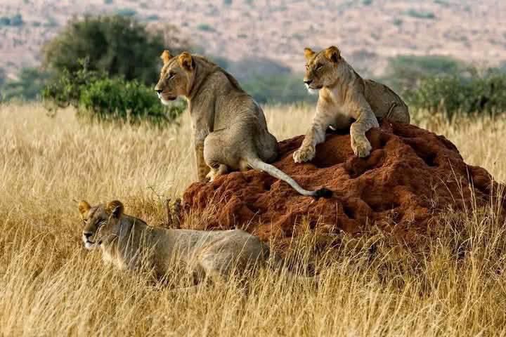 upplev det bästa safariäventyret i kenya tsavo east, Tsavo West, Amboseli, Masai Mara, Lake Nakuru och Taita-Hills.