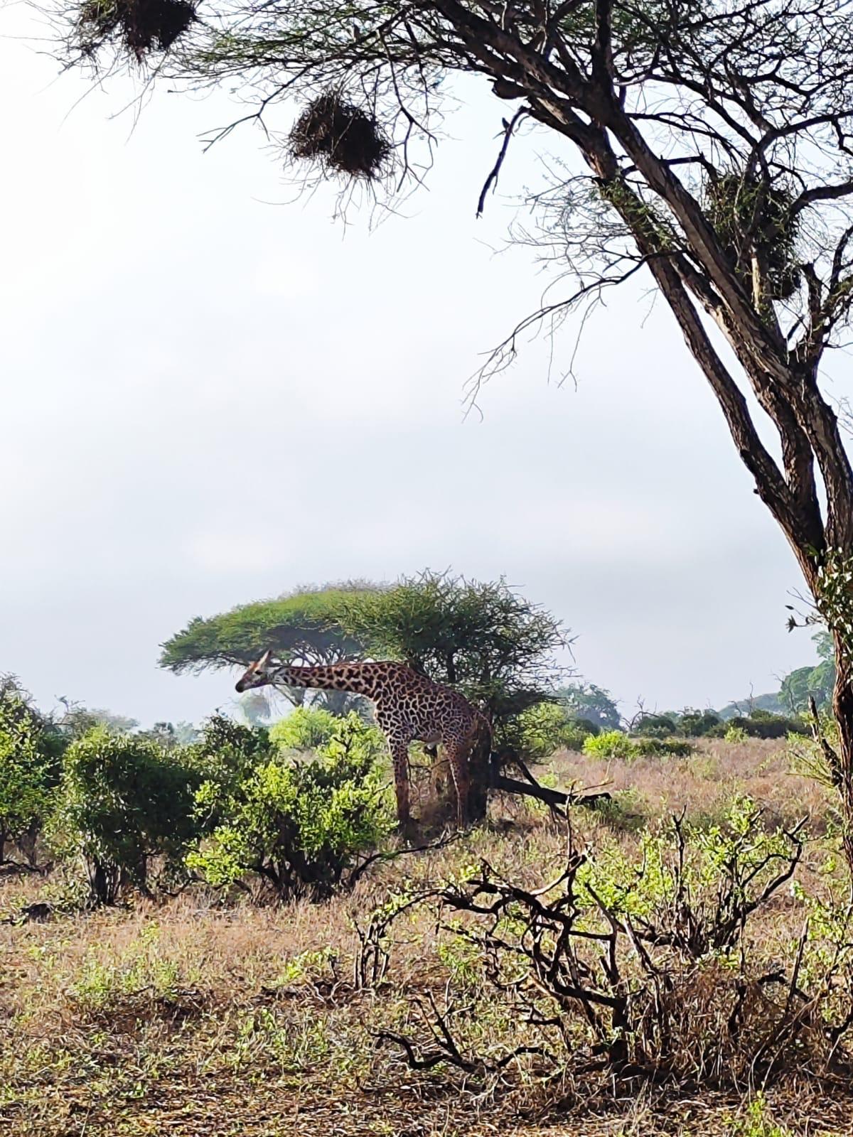 wunderschöne Giraffen in der Masai Mara