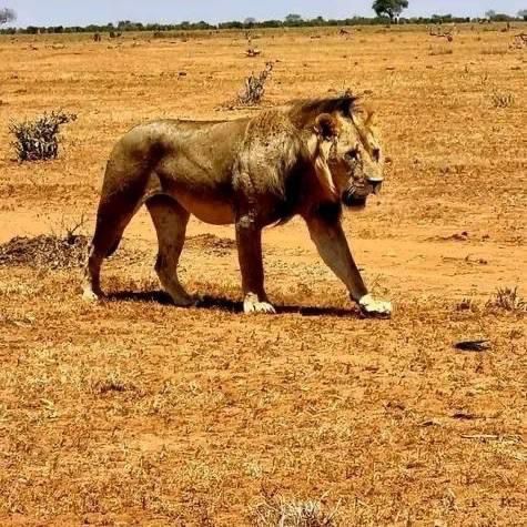 upplev det bästa safariäventyret i kenya tsavo east, Tsavo West, Amboseli, Masai Mara, Lake Nakuru och Taita-Hills.
