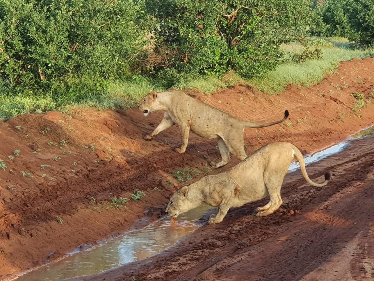 upplev det bästa safariäventyret i kenya tsavo east, Tsavo West, Amboseli, Masai Mara, Lake Nakuru och Taita-Hills.