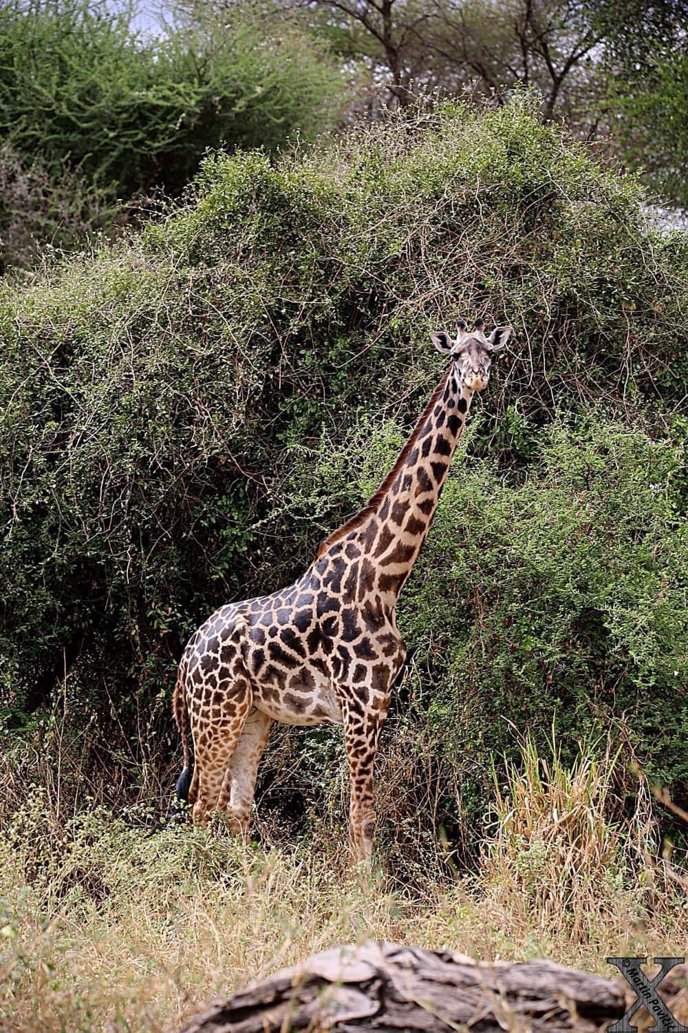 upplev det bästa safariäventyret i tsavo east,Tsavo West Amboseli, Masai Mara, Lake Nakuru and Taita Hills