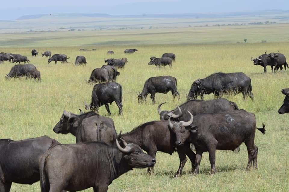 Experience the best safaris adventure in Kenya with us