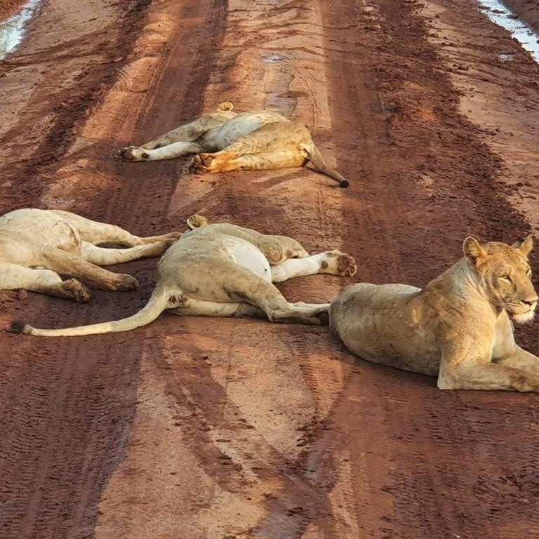 upplev det bästa safariäventyret i kenya tsavo east, Tsavo West, Amboseli, Masai Mara, Lake Nakuru och Taita-Hills.