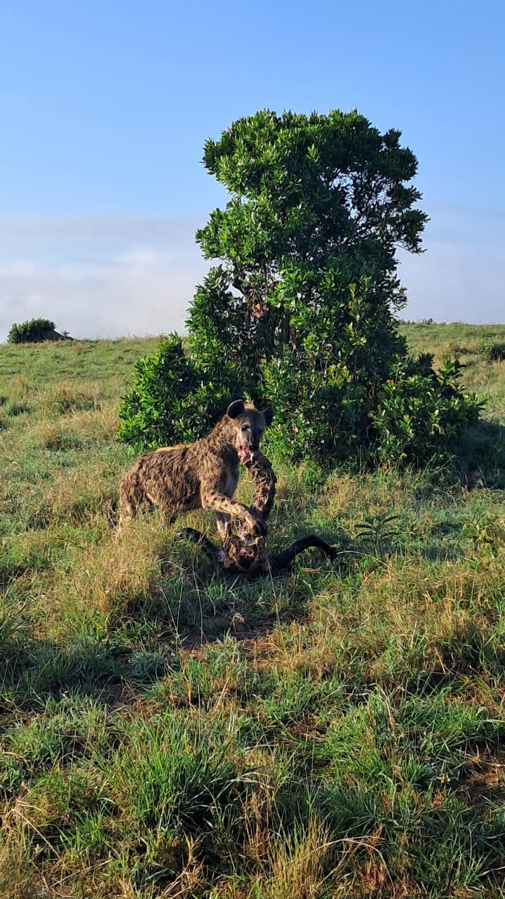 Erleben Sie Safari-Abenteuer in Kenia und sehen Sie die „Big Five“ in Tsavo Ost, Tsavo West, Amboseli, Masai Mara, Lake Nakuru und Taita Hills.