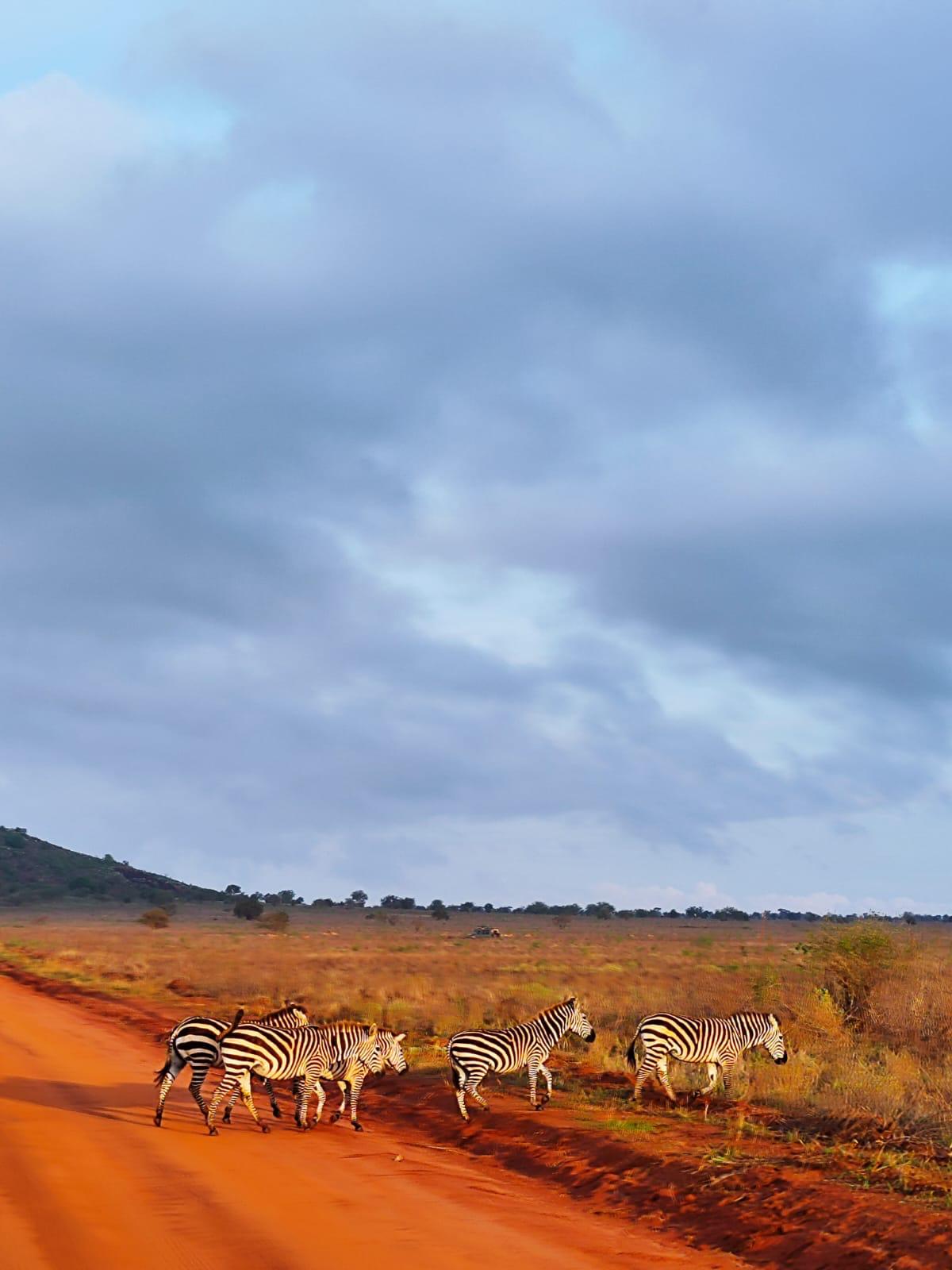 Erleben Sie Safari-Abenteuer in Kenia und sehen Sie die „Big Five“ in Tsavo Ost, Tsavo West, Amboseli, Masai Mara, Lake Nakuru und Taita Hills.