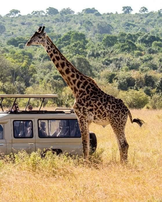 upplev det bästa safariäventyret i kenya tsavo east, Tsavo West, Amboseli, Masai Mara, Lake Nakuru och Taita-Hills.