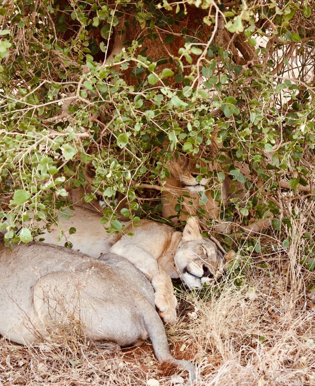 Erleben Sie Safari-Abenteuer in Kenia und sehen Sie die „Big Five“ in Tsavo Ost, Tsavo West, Amboseli, Masai Mara, Lake Nakuru und Taita Hills.