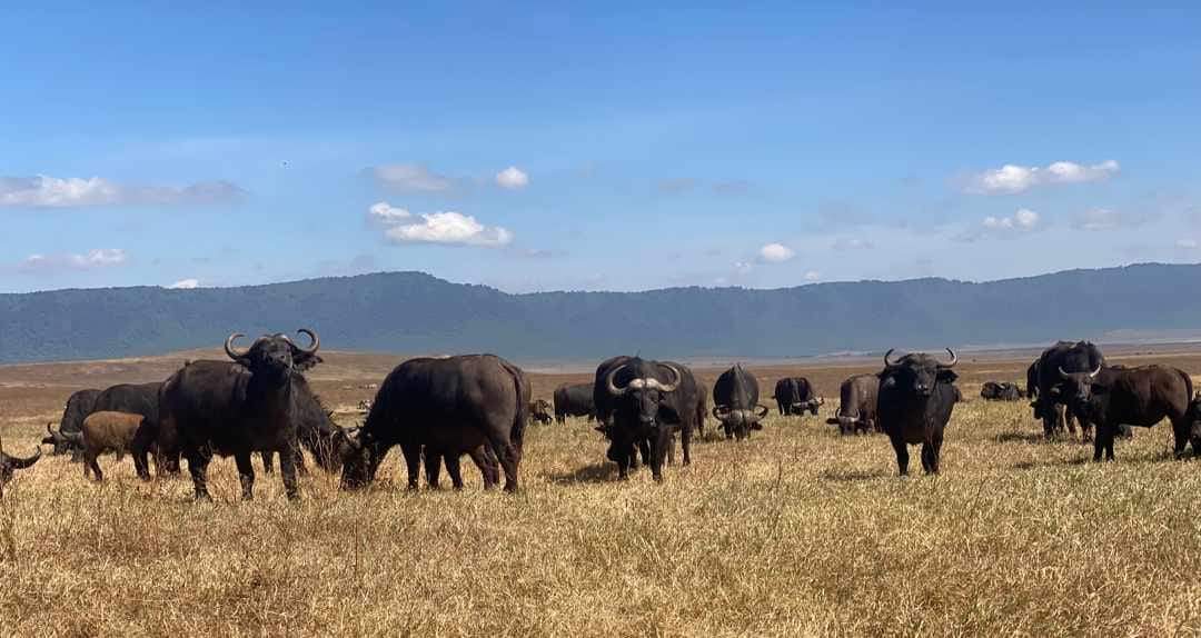 Erleben Sie die wunderschöne Safari und sehen Sie die Big Five in Tsavo East, Tsavo West, Amboseli, Masai Mara, Lake Nakuru und Taita Hills