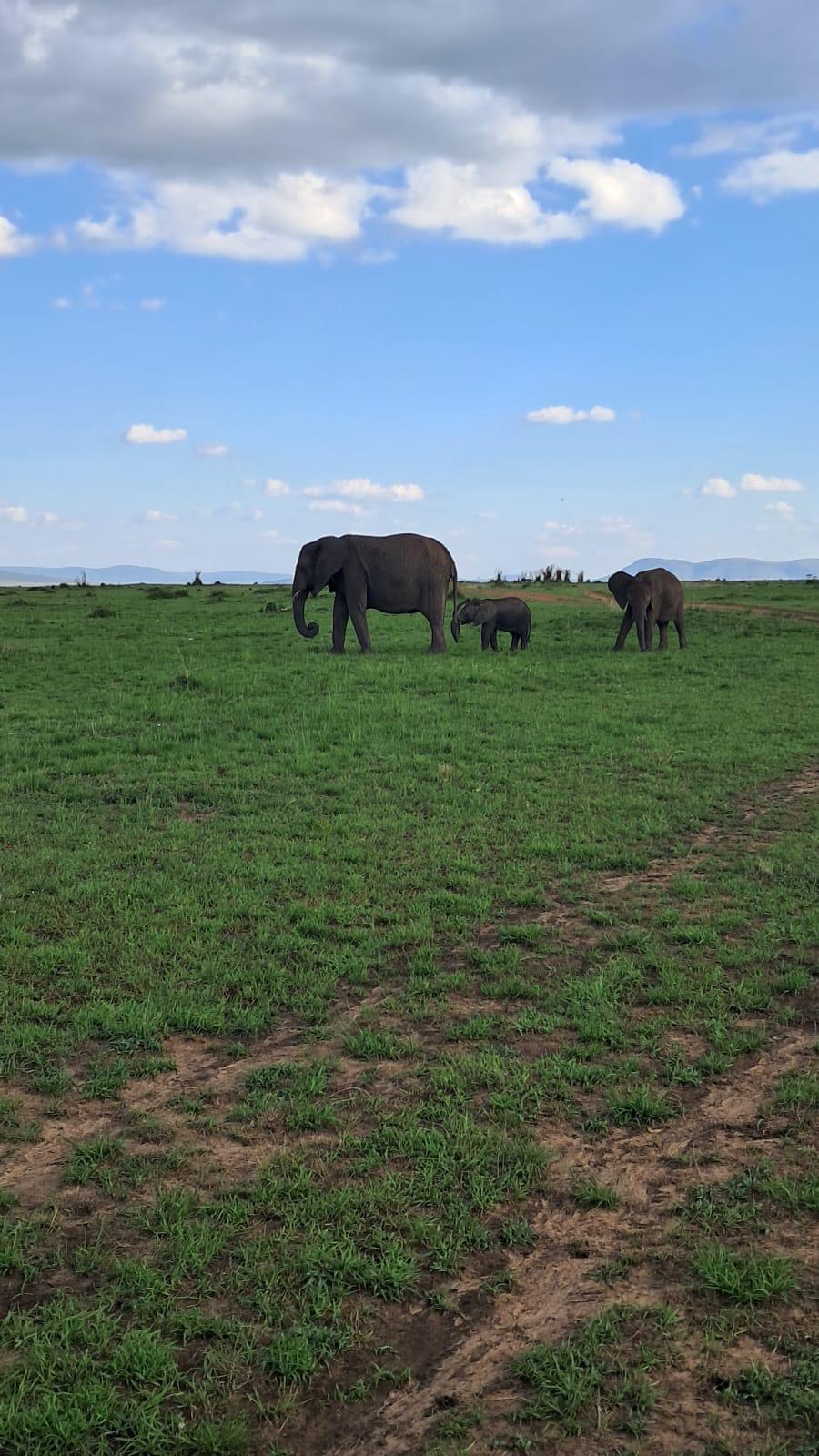 Erleben Sie Safari-Abenteuer in Kenia und sehen Sie die „Big Five“ in Tsavo Ost, Tsavo West, Amboseli, Masai Mara, Lake Nakuru und Taita Hills.