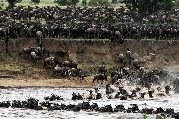 upplev det bästa safariäventyret i kenya tsavo east, Tsavo West, Amboseli, Masai Mara, Lake Nakuru och Taita-Hills.
