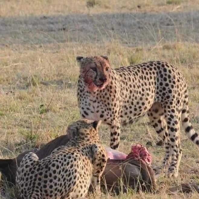 upplev det bästa safariäventyret i kenya tsavo east, Tsavo West, Amboseli, Masai Mara, Lake Nakuru och Taita-Hills.