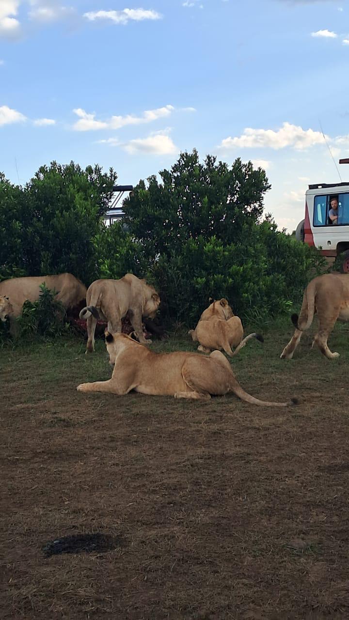 upplev det bästa safariäventyret i kenya tsavo east, Tsavo West, Amboseli, Masai Mara, Lake Nakuru och Taita-Hills.