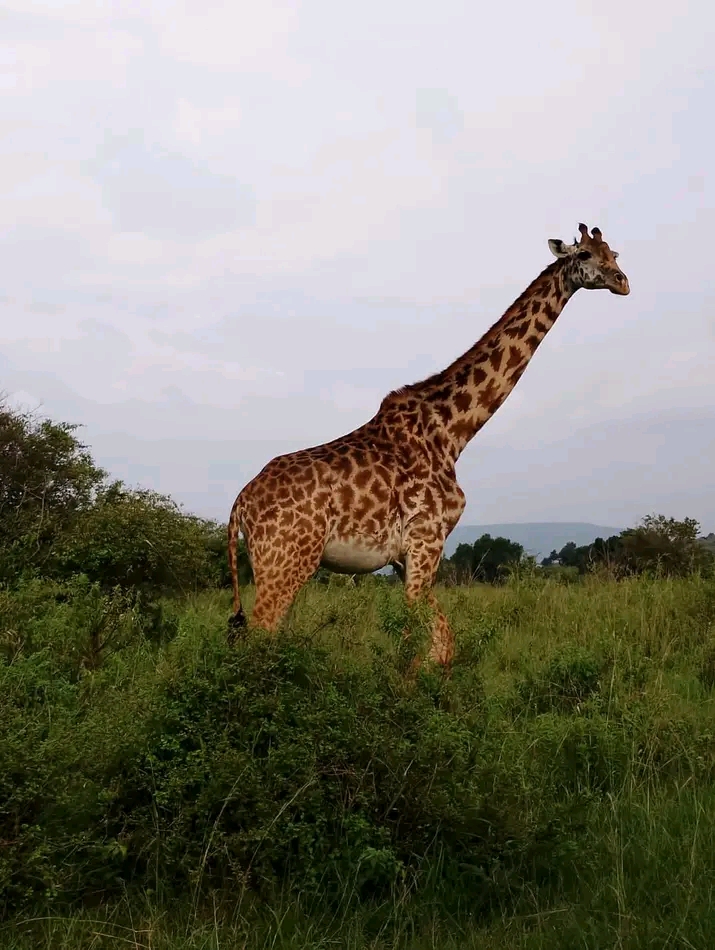 upplev det bästa safariäventyret i kenya tsavo east, Tsavo West, Amboseli, Masai Mara, Lake Nakuru och Taita-Hills.