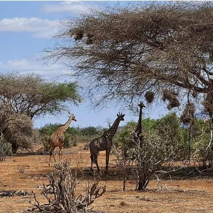 upplev det bästa safariäventyret i kenya tsavo east, Tsavo West, Amboseli, Masai Mara, Lake Nakuru och Taita-Hills.