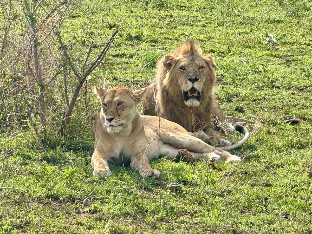 vivi la migliore avventura safari in Kenya Tsavo East, Tsavo West, Amboseli, Masai Mara, Lake Nakuru e Taita-Hills.