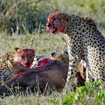 upplev det bästa safariäventyret i kenya tsavo east, Tsavo West, Amboseli, Masai Mara, Lake Nakuru och Taita-Hills.