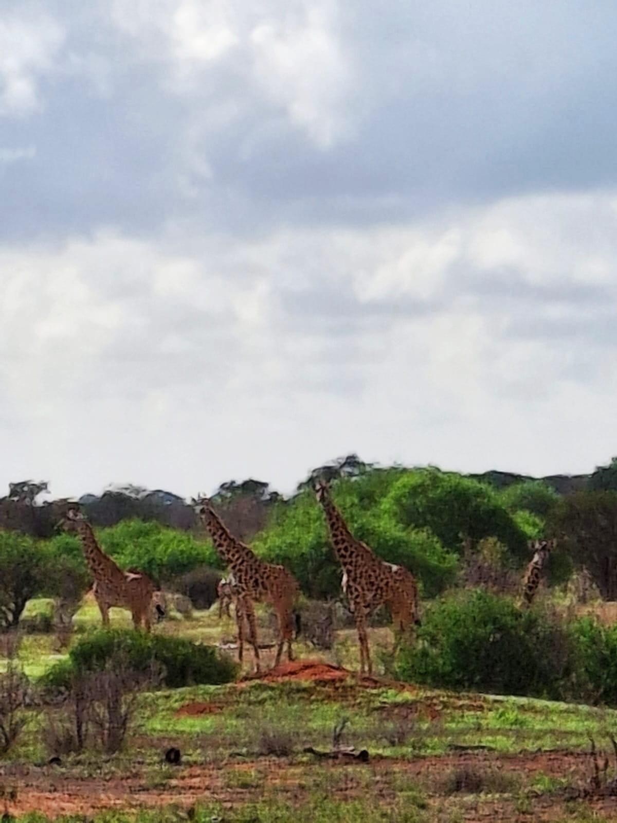 Erleben Sie die wunderschöne Safari und sehen Sie die Big Five in Tsavo East, Tsavo West, Amboseli, Masai Mara, Lake Nakuru und Taita Hills