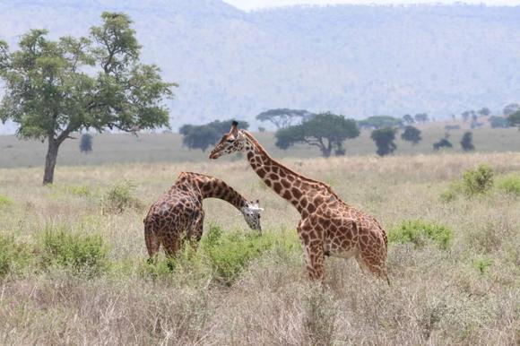 upplev det bästa safariäventyret i kenya tsavo east, Tsavo West, Amboseli, Masai Mara, Lake Nakuru och Taita-Hills.